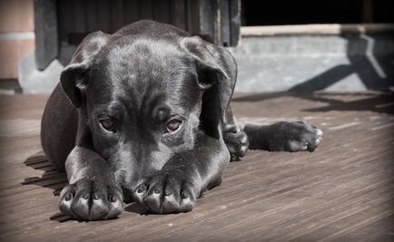Morena va por elevar a rango constitucional derechos de mascotas
