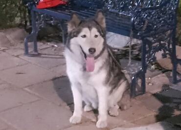 Abandonan a perrito Husky en un parque de la BJ; estaba “triste y sollozante”, dicen policías