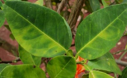 Científicos rusos prevén acelerar la crianza artificial de plantas