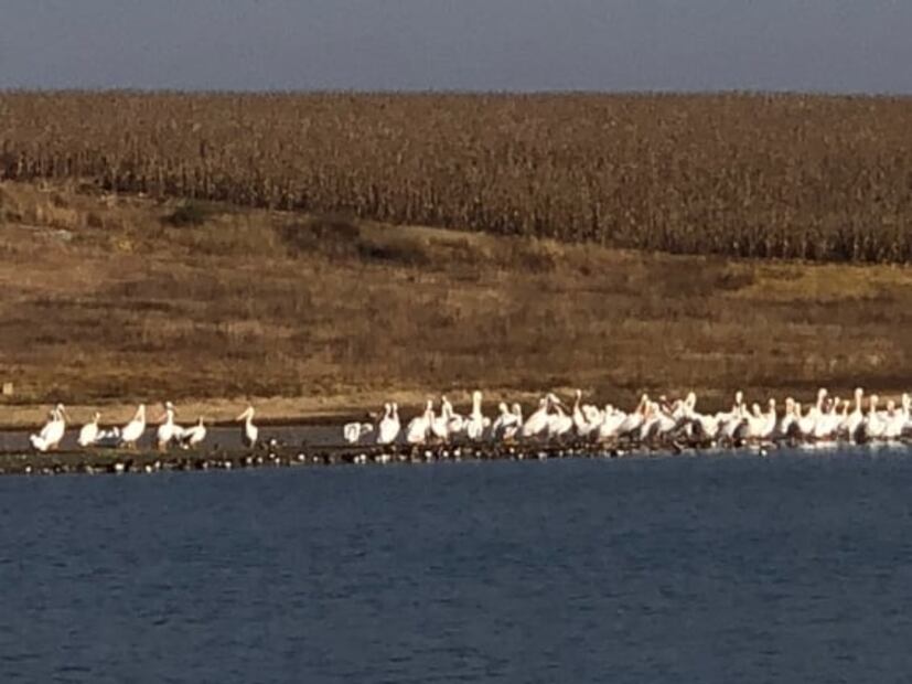 Arriban pelícanos a la presa alzate en Toluca