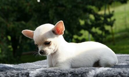 "Pearl", la perrita más pequeña del mundo que rompe récords en el libro Guinness