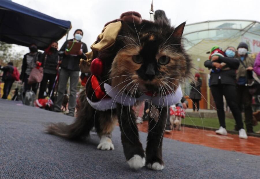 Regalos navideños para gato. Foto: Archivo / EL UNIVERSAL