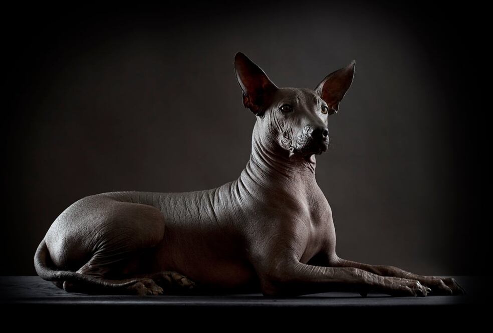 En los jardines del Museo Dolores Olmedo conviven 13 perros xoloitzcuintles. Foto: Cortesía Museo Dolores Olmedo