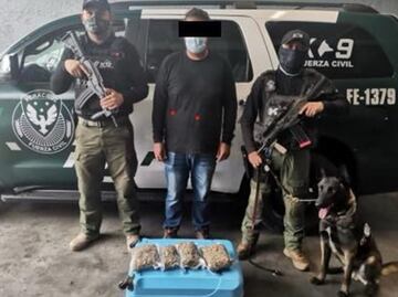 Agentes caninos logran asegurar droga en centrales de autobuses de Veracruz