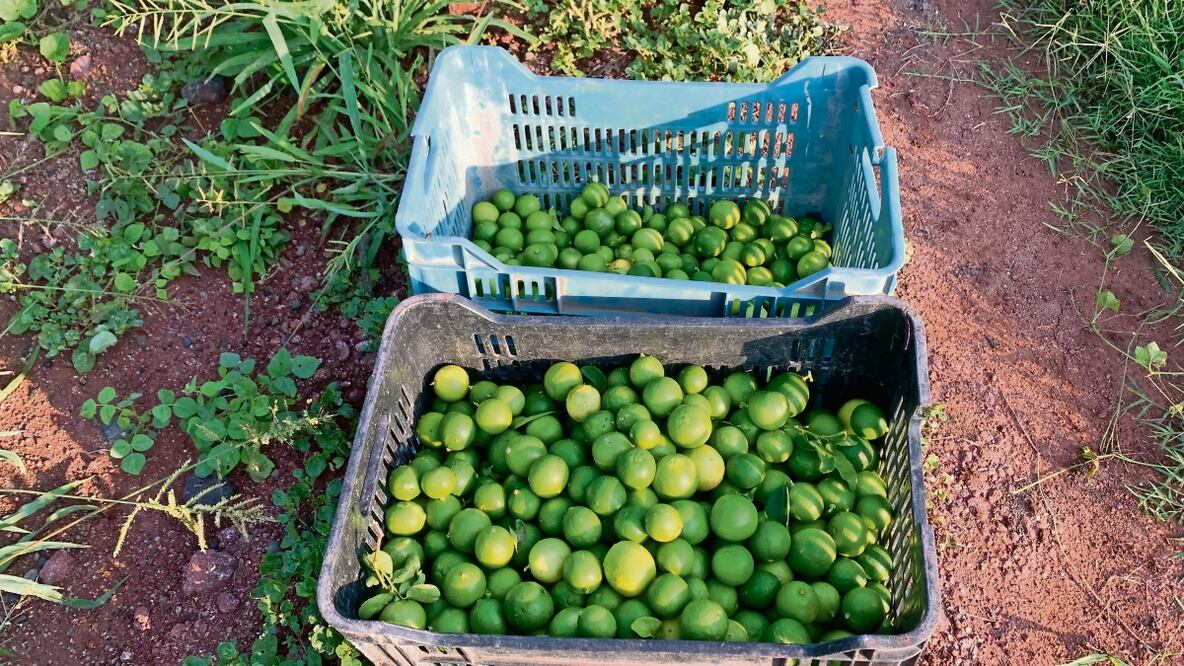 Productores de la región denunciaron que los grupos criminales se adueñan de los sembradíos con amenazas o uso de la fuerza. Foto: Carlos Arrieta | El Universal