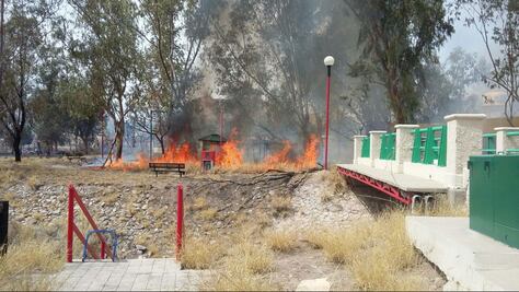 Fuego consume 3 hectáreas del parque La Sauceda, en Sonora