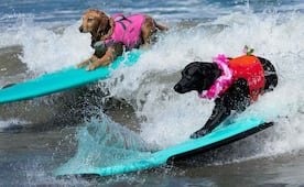 Perritos brillan sobre las olas; Mundial de Surf Canino celebra su décima edición