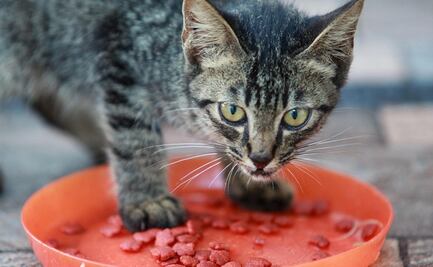 ¿Cada cuánto hay que darle de comer a un gato?; esta es la razón