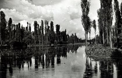 Ahuejotes, los viejos guardianes de las chinampas 