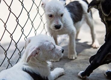 Reforma a ley de protección animal otorgará incentivos económicos a personas con refugios animales en CDMX