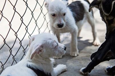 Reforma a ley de protección animal otorgará incentivos económicos a personas con refugios animales en CDMX