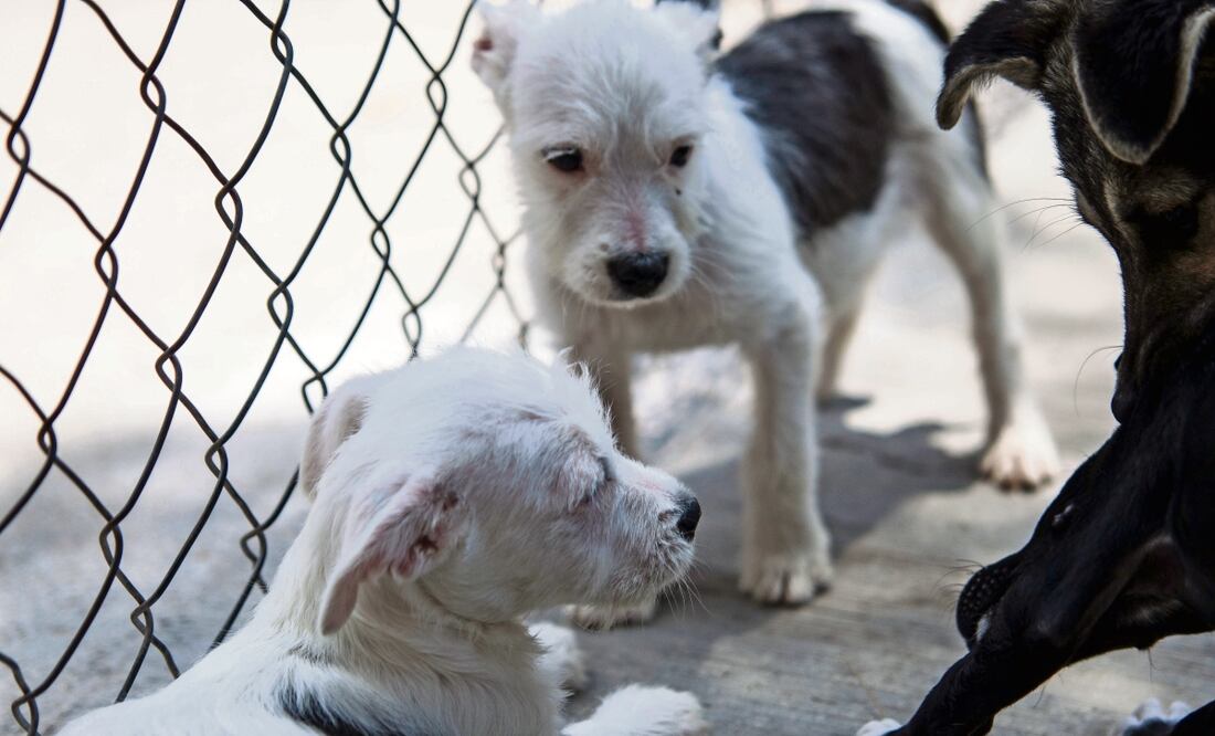 El PVEM aprobó la Ley de Protección Animal y Bienestar en la CDMX. Foto: Archivo. El Universal