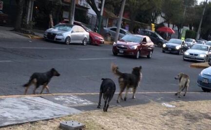 Buscan a jauría que devoró a un perrito en Zona Azul de Satélite