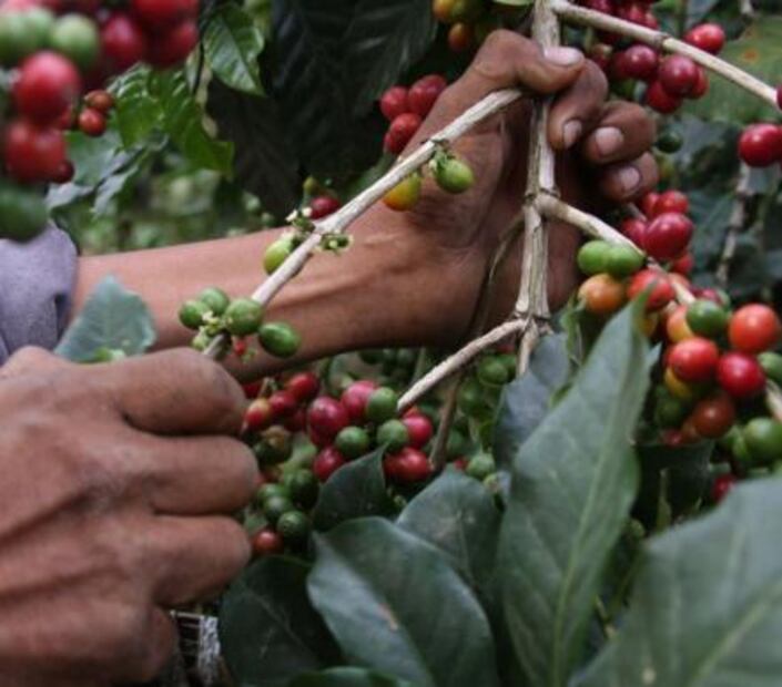 ¿Conoces las 16 cosas que sólo pueden producirse en México?