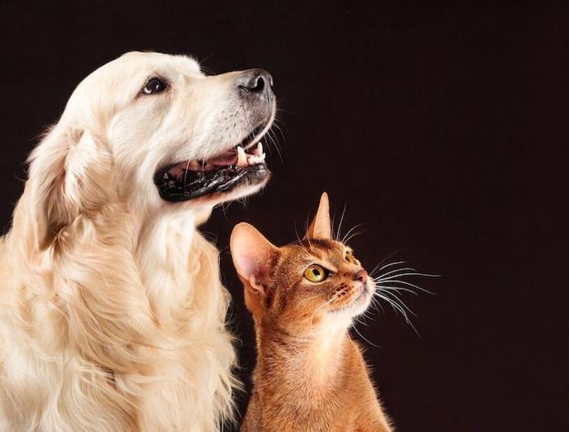 La eterna disputa sometida a la ciencia entre perros y gatos. Fuente: Freepik.