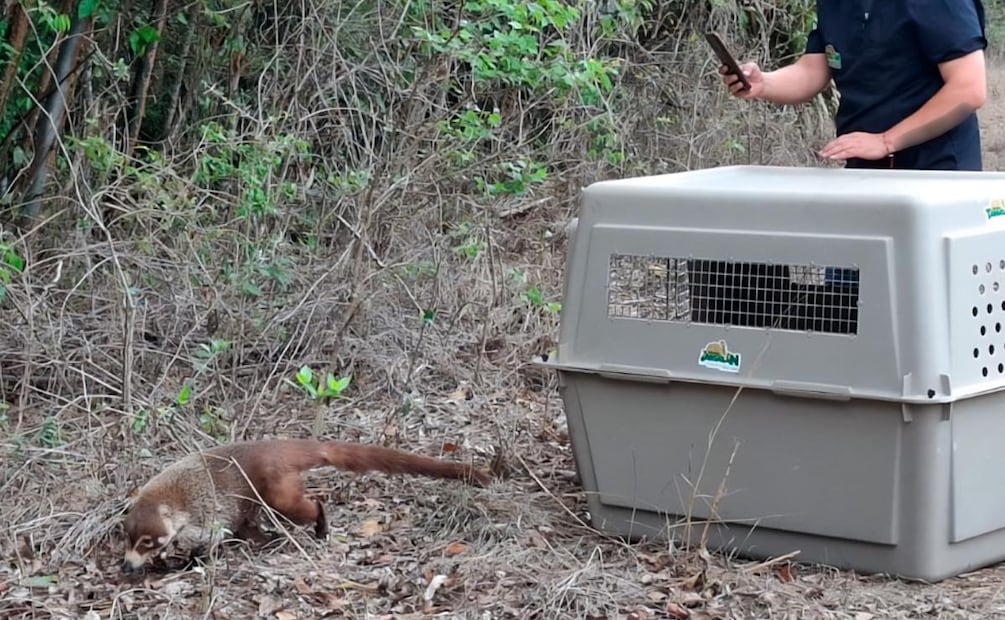 Los ejemplares fueron llevados a la Reserva de la Biosfera "El Cielo" (21/04/2026). Foto: Especial