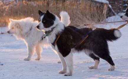 Científicos rusos salvan de la extinción a perros de caza Laika Yakutia