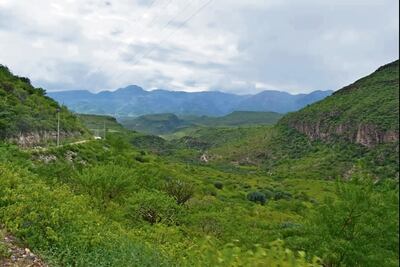 Producción de orégano provoca pleito agrario