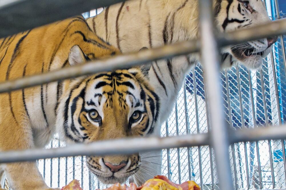 Crítica. Los cambios a la Ley General de Vida Silvestre han afectado a familias en favor del comercio regulado de especies, dicen (ARCHIVO EL UNIVERSAL)