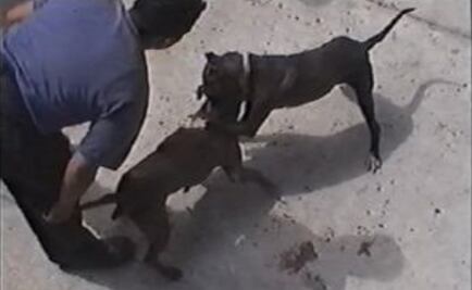 Aprueban hasta 5 años de cárcel para quien entrene perros de pelea