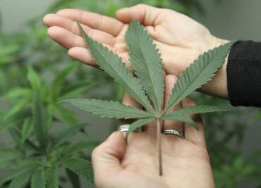 Five reforms needed to legalize marijuana in Mexico