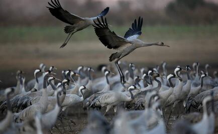 Aves de altos vuelos