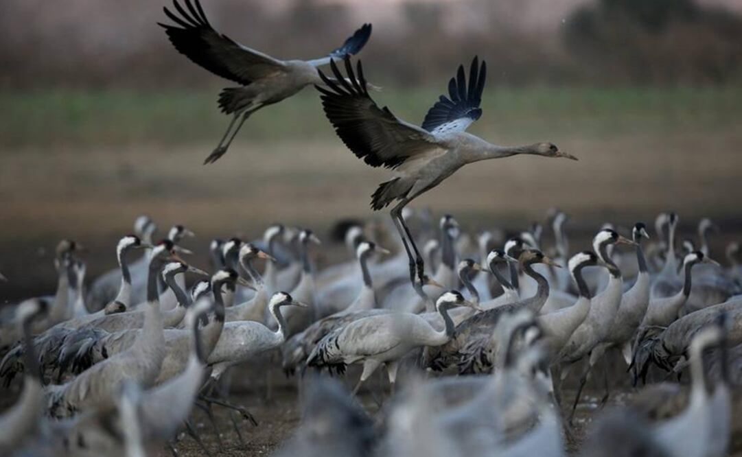 Aves de altos vuelos