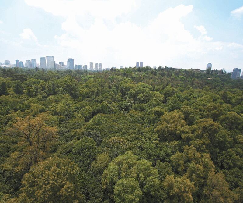 Bosque de Chapultepec. Foto: Archivo/EL UNIVERSAL