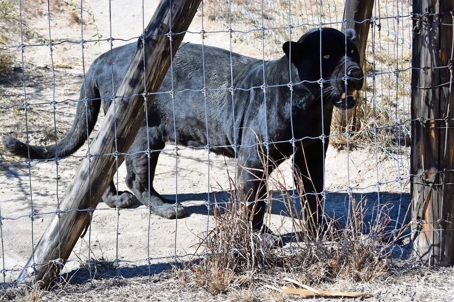 Además de los trabajos para el jaguar y otros felinos, se ofrecen recorridos al público en general, así como talleres de educación ambiental. Foto: Isela Hinojoza El Universal
