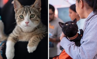 Nutrición y conciencia social; el compromiso de Royal Canin para combatir el abandono animal