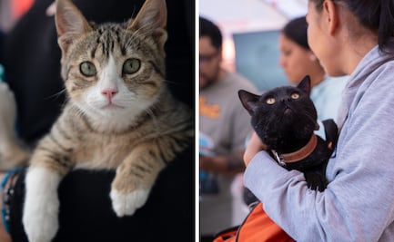 Nutrición y conciencia social; el compromiso de Royal Canin para combatir el abandono animal