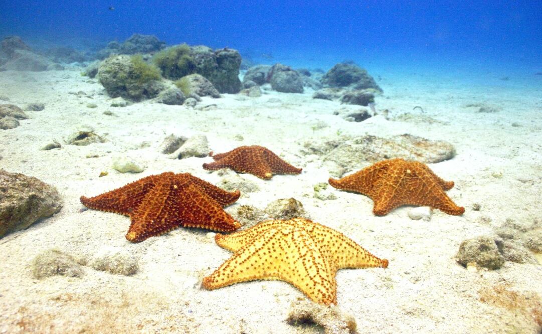 El Cielo es una franja de arena rodeada por aguas cristalinas y poco profundas donde habitan muchas estrellas de mar. (Foto: Fideicomiso de Promoción Turística de Cozumel & Riviera Maya )