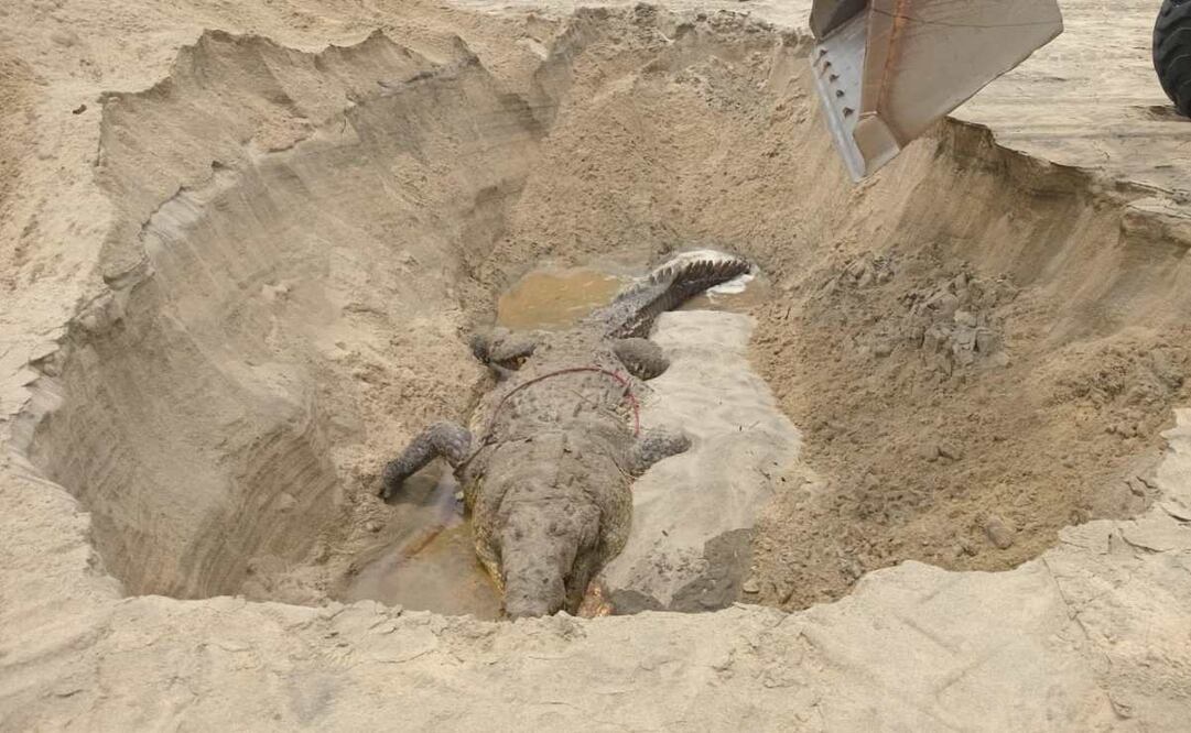 "Lucho" era un macho entre 40 y 50 años, medía 4.06 metros y estaba bajo depositaría en la UMA "La Ventanilla" desde 2005. Foto: Profepa