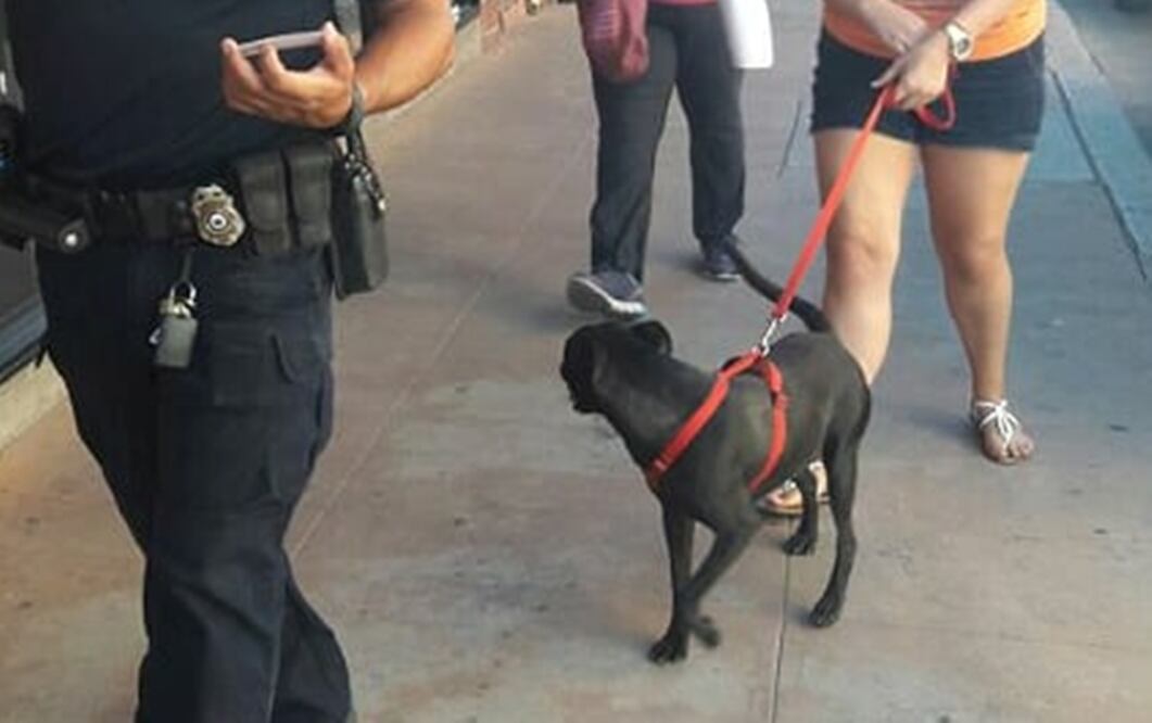 Deporta EU a perrita que mató a dos gatos; obtiene indulto