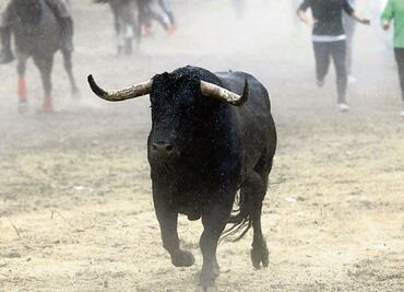 Muere joven tras ser embestido por un toro en Kanasín, Yucatán