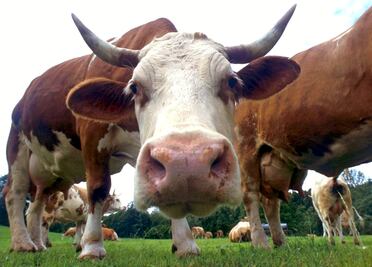 Leche con chocolate viene de vacas cafés, afirman 17 millones de estadounidenses