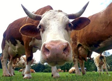 Leche con chocolate viene de vacas cafés, afirman 17 millones de estadounidenses