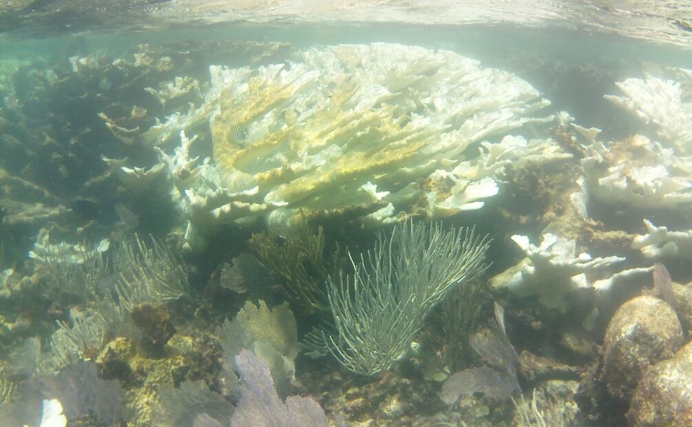 Cortesía: Parque Nacional Arrecife de Puerto Morelos