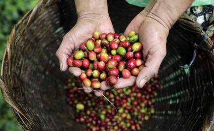 Menos café en Colombia y más aguacates en México: cómo el cambio climático impactará a algunos cultivos clave en el mundo