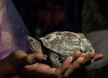 Rescatan a tortuga entre escombros de edificio Ámsterdam