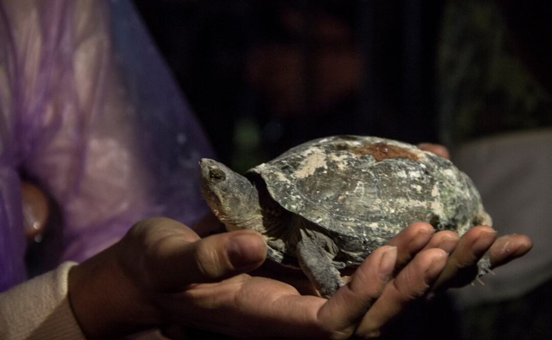 Brigadistas virtieron botellas de agua sobre el animal para hidratarlo. (Foto: Twitter @Taniaphoto3)