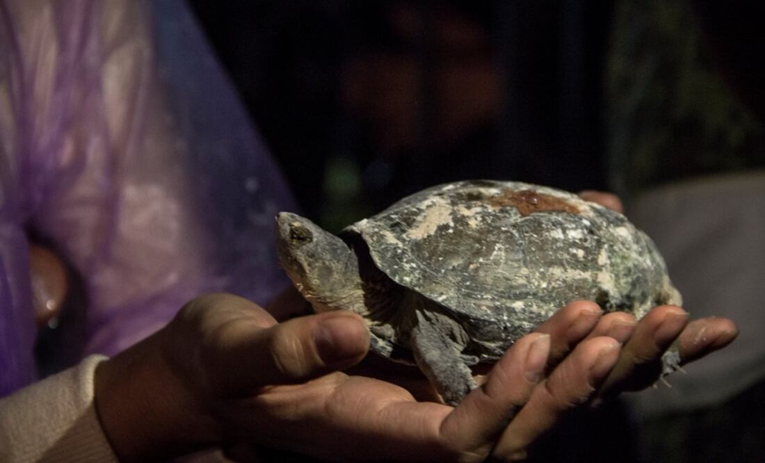 Brigadistas virtieron botellas de agua sobre el animal para hidratarlo. (Foto: Twitter @Taniaphoto3)