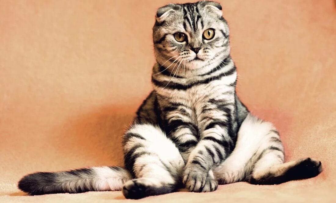 Foto: Ilustrativa. Pixabay