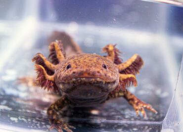 Guía para adoptar un ajolote de manera virtual