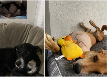 VIDEO: Hombre ayuda a perros de la calle y se hace viral en redes sociales: “es un sueño que he tenido toda la vida”