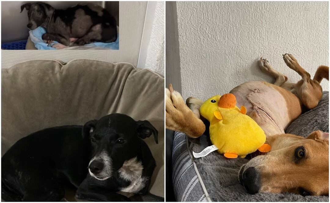 Perros callejeros. Foto: Fundación Huellitas Alemán