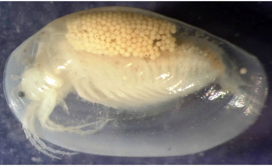 Foto: Universidad de las Irlas Vírgenes