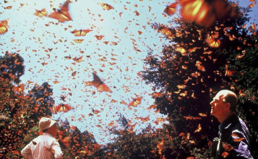 La Reserva de la Biósfera de la Mariposa Monarca. (FOTO: UNESCO)