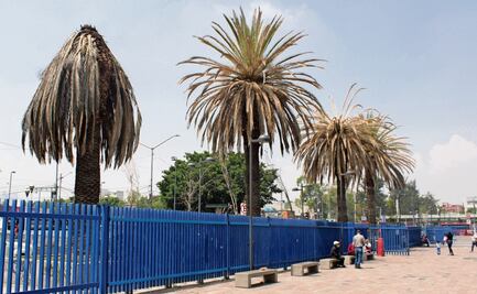 Retiraron 74 palmeras con plaga durante 2024