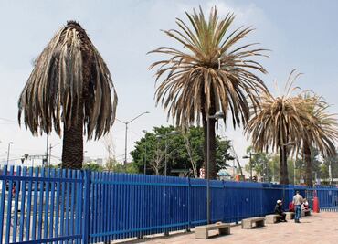 Retiraron 74 palmeras con plaga durante 2024